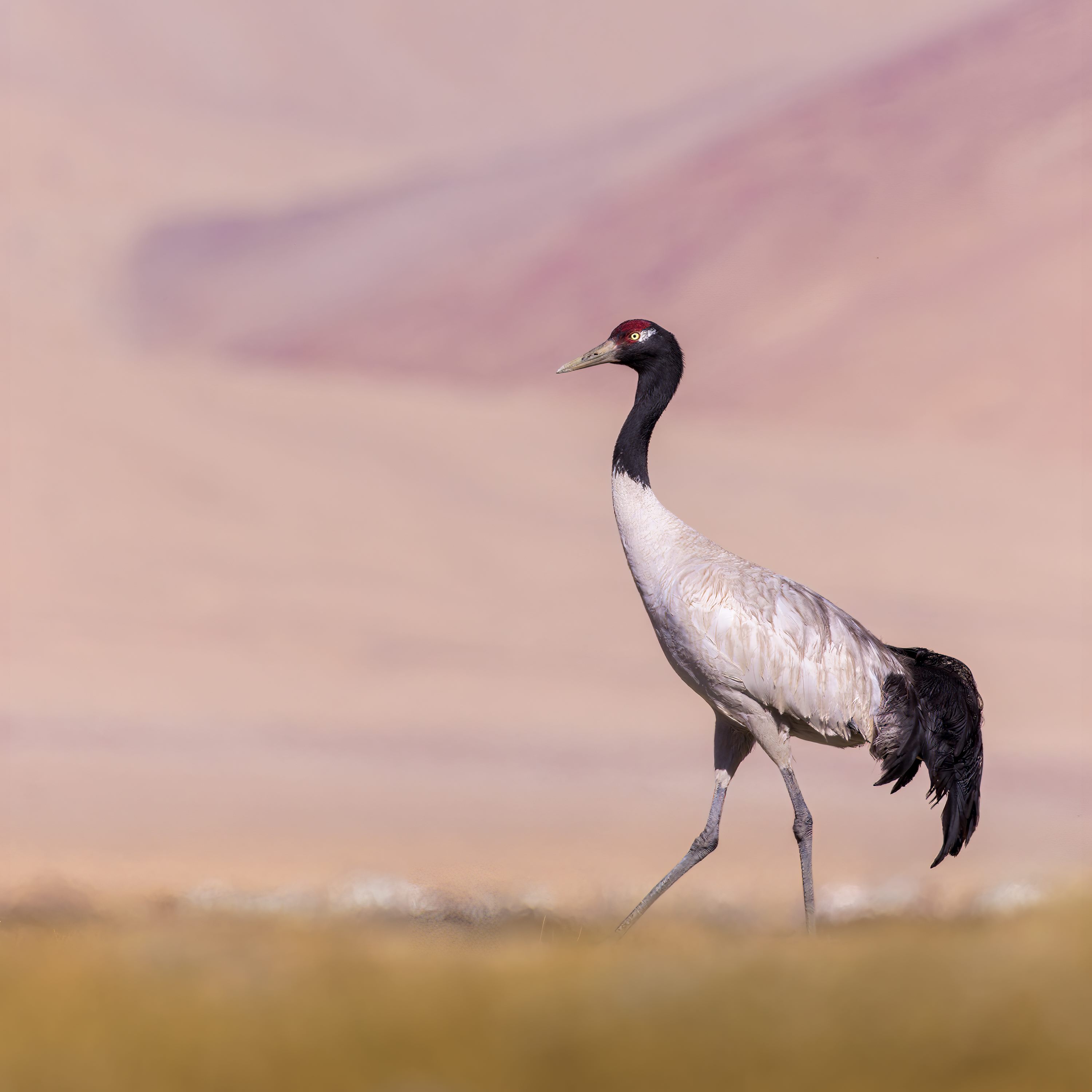 Black-necked Crane — Phobjikha Valley