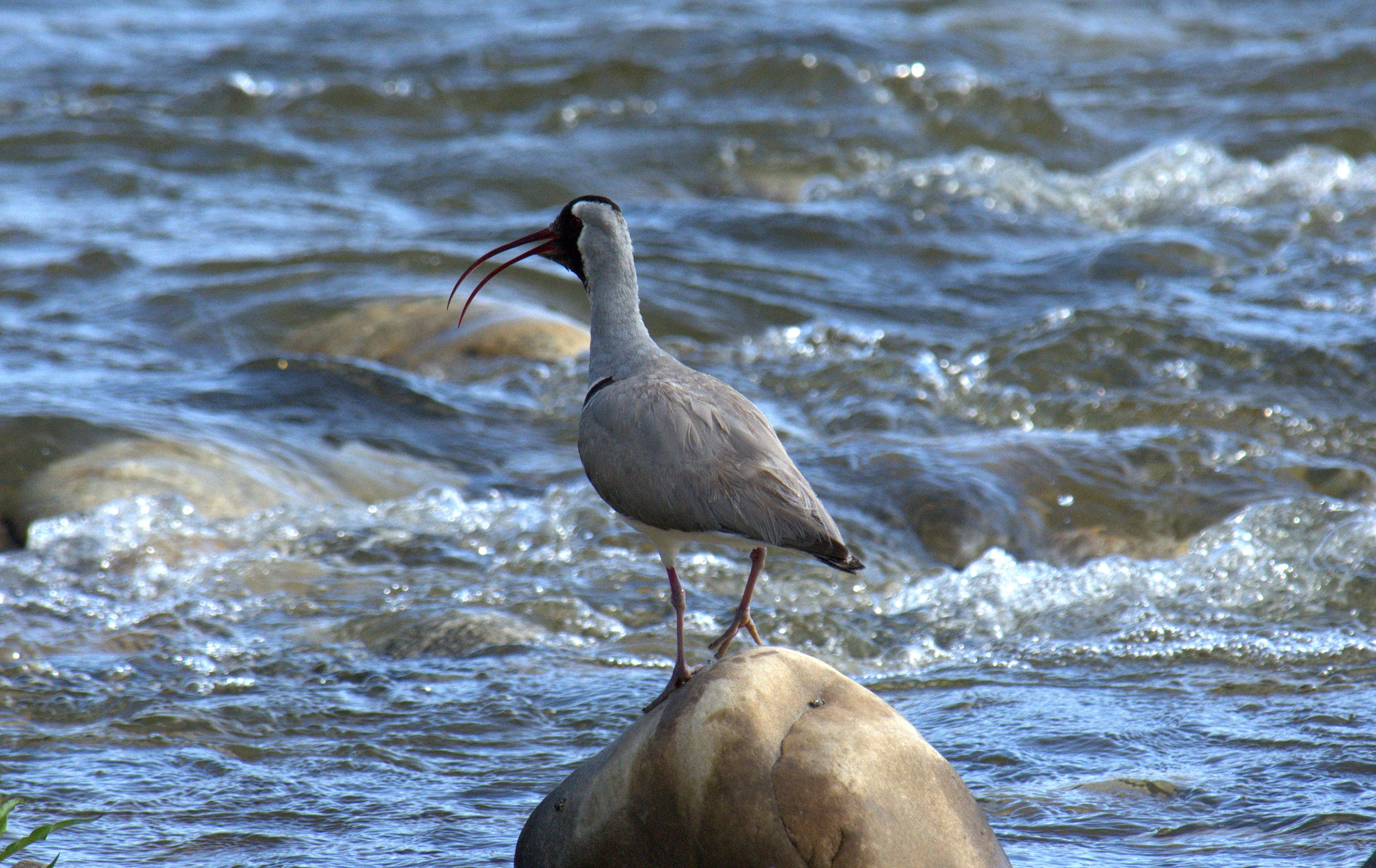Ibisbill — Bhutan rivers