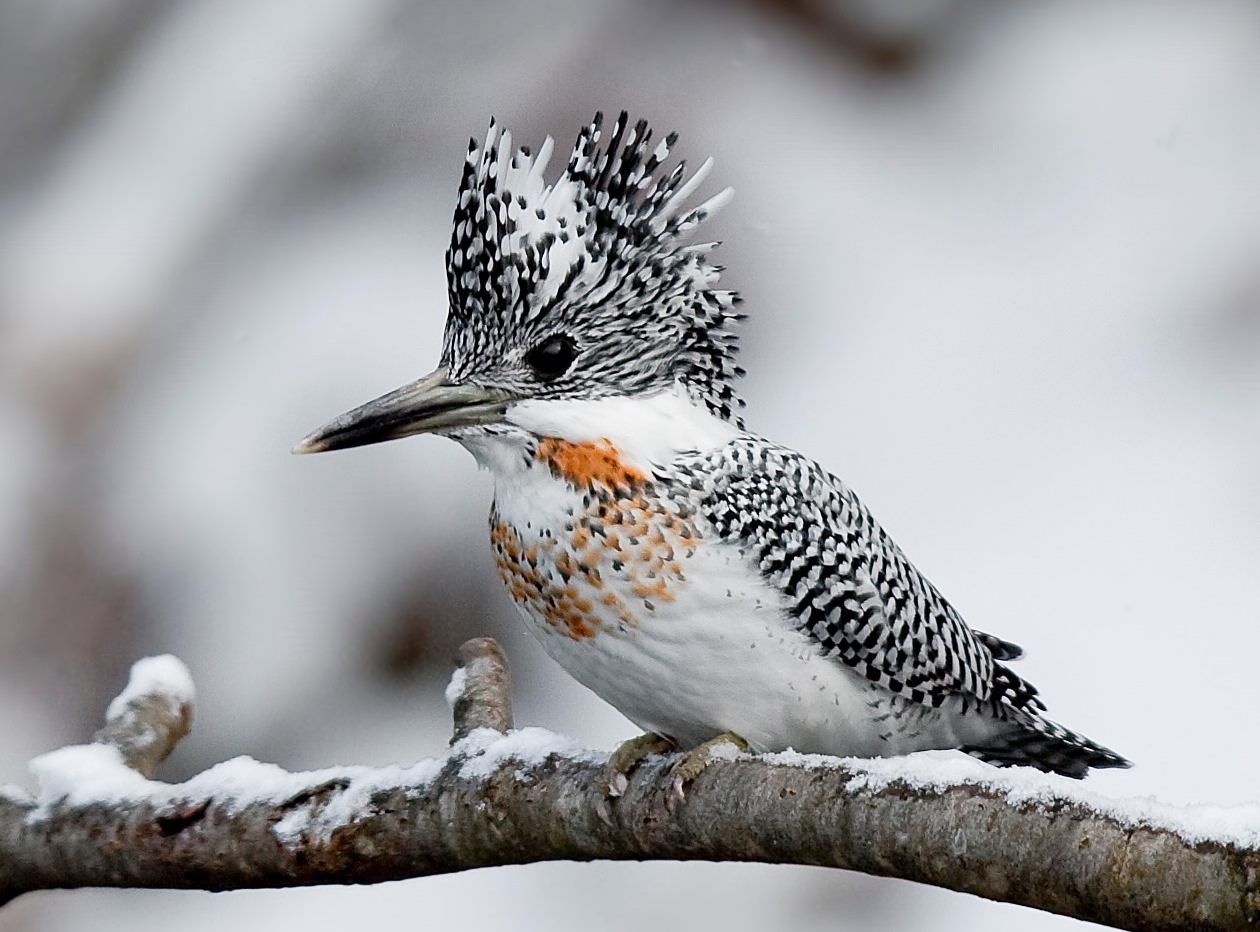 Crested Kingfisher — Punakha rivers