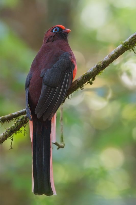 Ward's Trogon