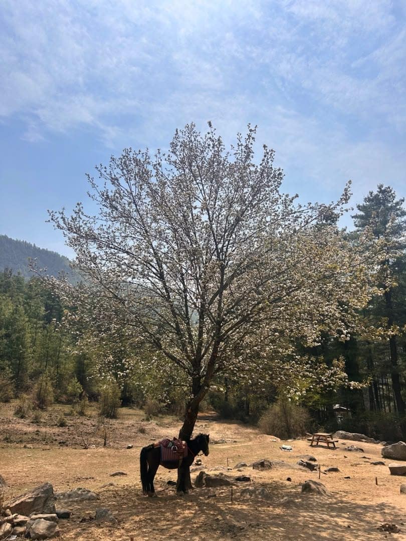 Horse Ride to Tiger's Nest