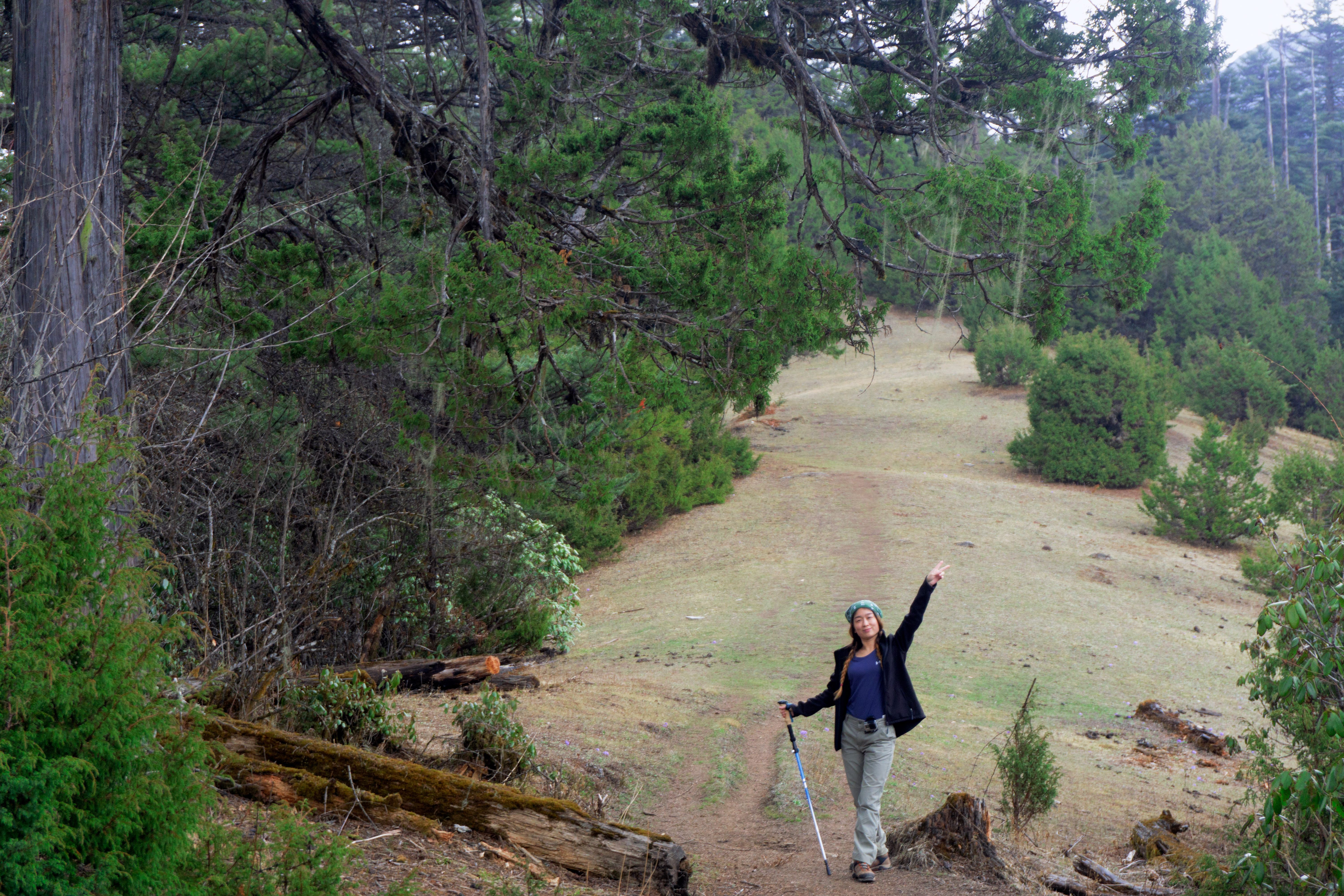 Druk Path Trek — rhododendron forest