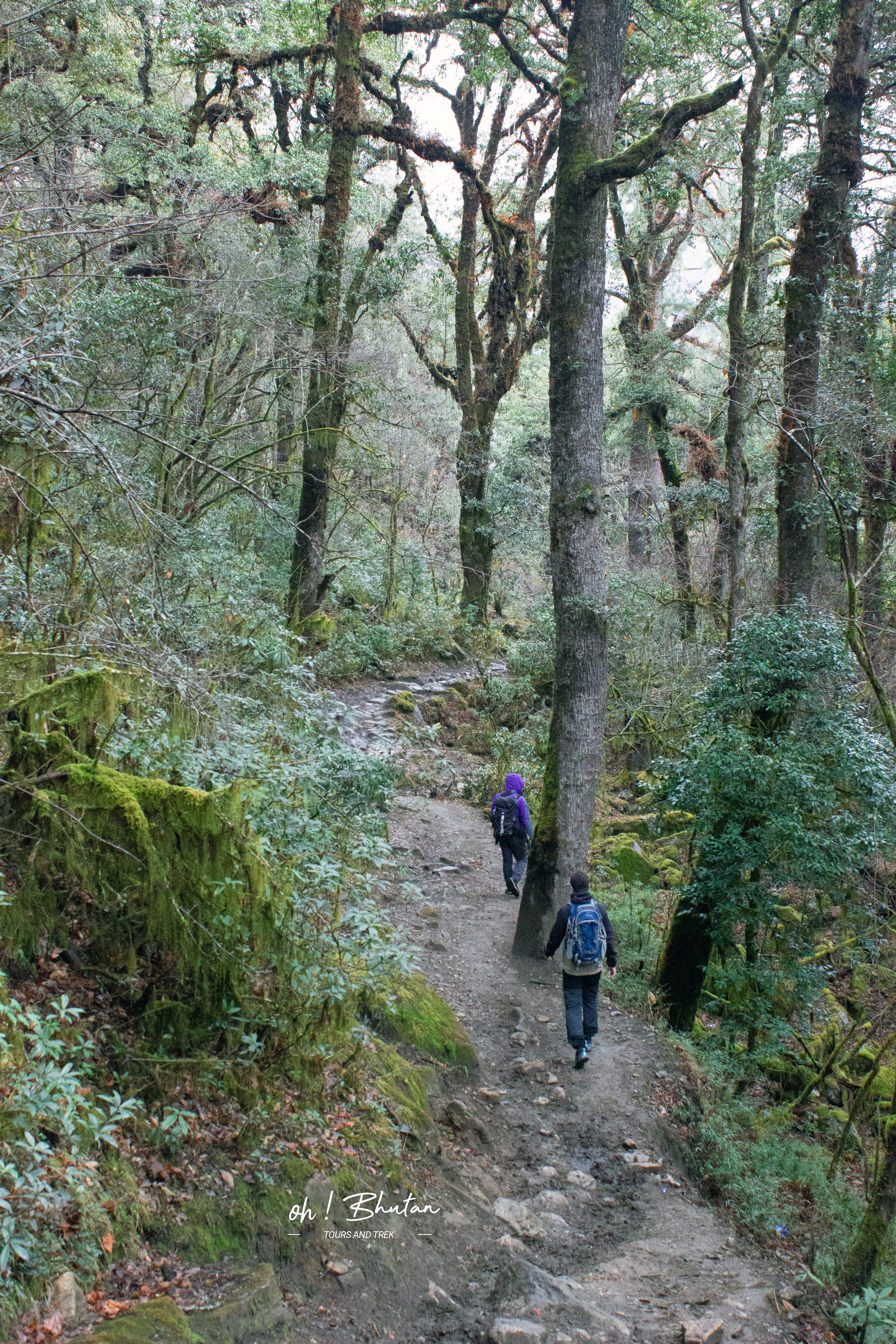 Jomolhari Trek — alpine meadow